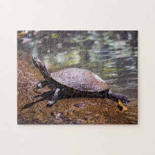 Tortuguero - Gele-buikschuifschildpad Legpuzzel