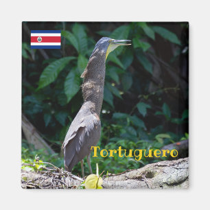 Tortuguero - met een merrie omgeven tijgerhelon magneet