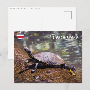 Tortuguero - schildpad met gele buik briefkaart
