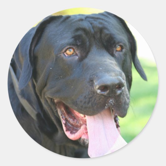 Tosa Inu Dog Ronde Sticker (Voorkant)