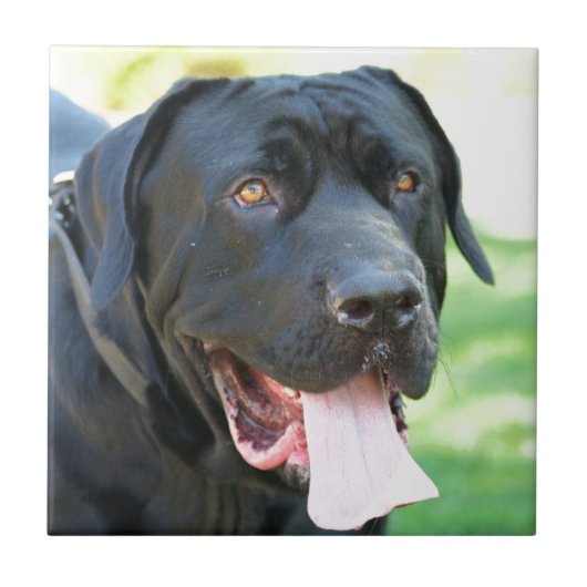 Tosa Inu Dog Tegeltje (Voorkant)