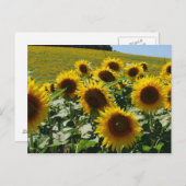 Toscaan_Zonnebloemen2 Briefkaart (Voorkant / Achterkant)