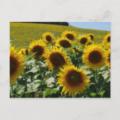 Toscaan_Zonnebloemen2 Briefkaart (Voorkant)