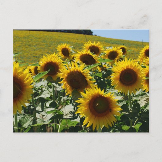 Toscaan_Zonnebloemen2 Briefkaart (Voorkant)