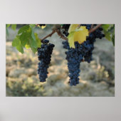 Toscaanse druiven poster (Voorkant)