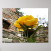 Toscaanse gele roos. poster (Voorkant)