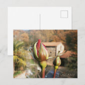 Toscaanse herfst roos. Toscane. Briefkaart (Voorkant / Achterkant)