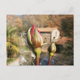 Toscaanse herfst roos. Toscane. Briefkaart