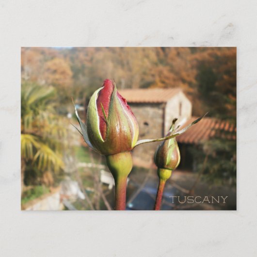Toscaanse herfst roos. Toscane. Briefkaart (Voorkant)