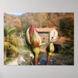 Toscaanse herfst roos. Toscane. Poster
