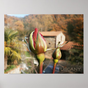 Toscaanse herfst roos. Toscane. Poster