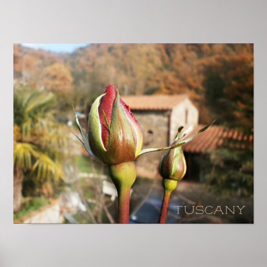 Toscaanse herfst roos. Toscane. Poster (Voorkant)