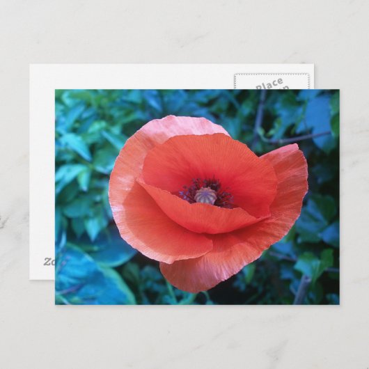 Toscaanse rode papaver. briefkaart (Voorkant / Achterkant)