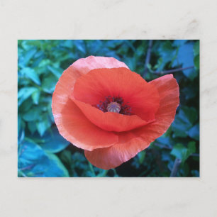 Toscaanse rode papaver. briefkaart