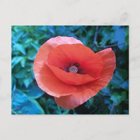 Toscaanse rode papaver. briefkaart (Voorkant)
