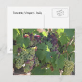 Toscane Wijngaard Briefkaart (Voorkant / Achterkant)