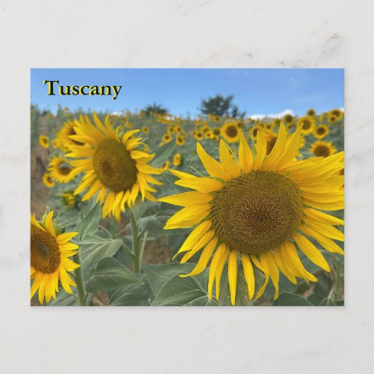 Toscane Zonnebloemen briefkaart (Voorkant)