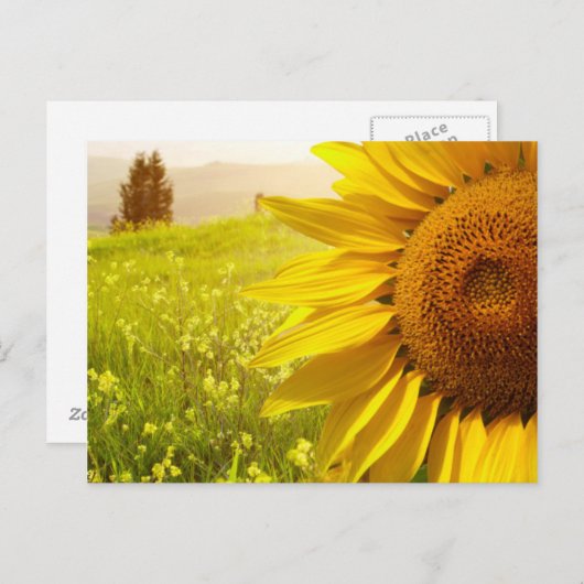 Toscane zonnebloemen briefkaart (Voorkant / Achterkant)