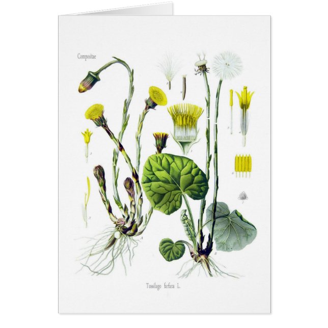 Tosilago farfarfara (Coltsfoot) (Voorkant)