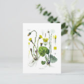 Tosilago farfarfara (Coltsfoot) Briefkaart (Staand voorkant)