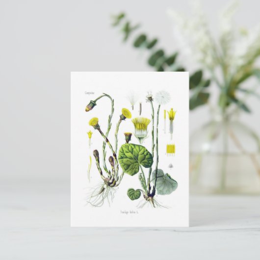 Tosilago farfarfara (Coltsfoot) Briefkaart (Staand voorkant)