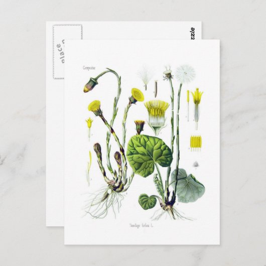 Tosilago farfarfara (Coltsfoot) Briefkaart (Voorkant / Achterkant)