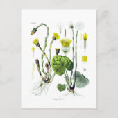 Tosilago farfarfara (Coltsfoot) Briefkaart (Voorkant)