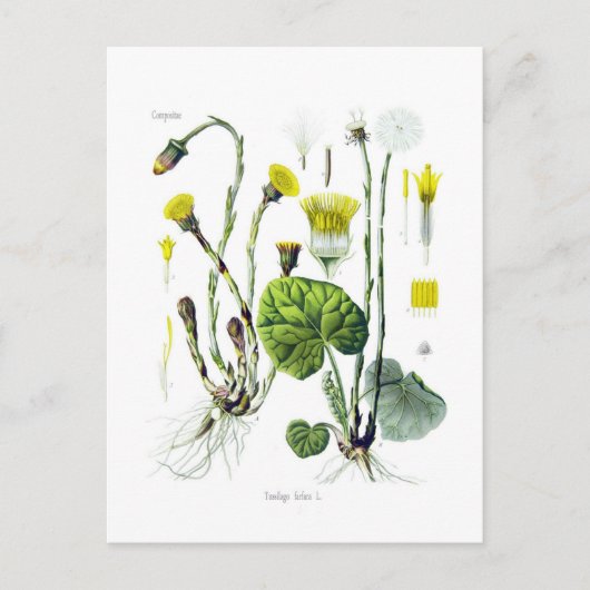 Tosilago farfarfara (Coltsfoot) Briefkaart (Voorkant)