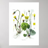 Tosilago farfarfara (Coltsfoot) Poster (Voorkant)