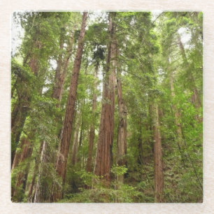 Tot aan de rode bomen I in Muir Woods National Mon Glazen Onderzetter