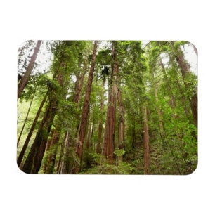 Tot aan de rode bomen I in Muir Woods National Mon Magneet