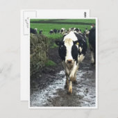 Tot de koeien thuis komen briefkaart (Voorkant / Achterkant)