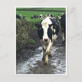 Tot de koeien thuis komen briefkaart