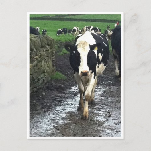 Tot de koeien thuis komen briefkaart (Voorkant)