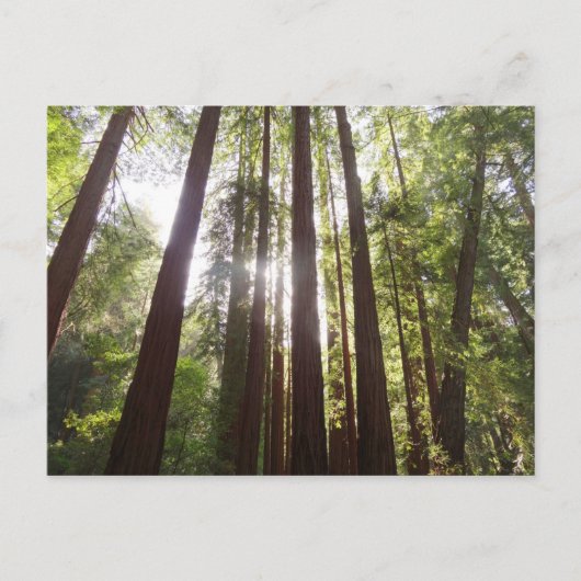 Tot de rode bomen in de ochtend briefkaart (Voorkant)