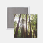 Tot de rode bomen in de ochtend magneet (Voorkant / Achterkant)
