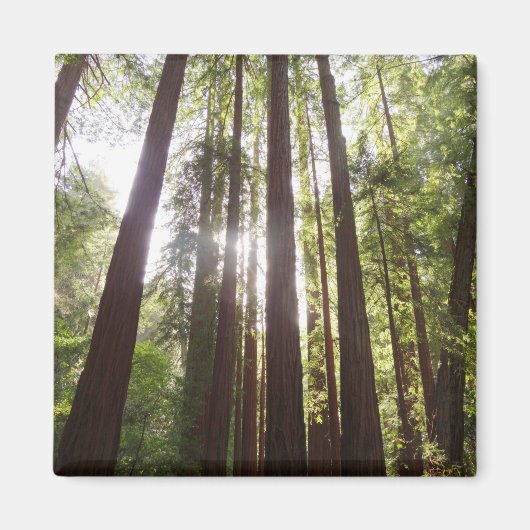 Tot de rode bomen in de ochtend magneet (Voorkant)