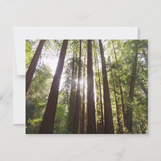 Tot de sequoia's in de ochtend (Voorkant)