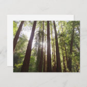 Tot de sequoia's in de ochtend (Voorkant / Achterkant)