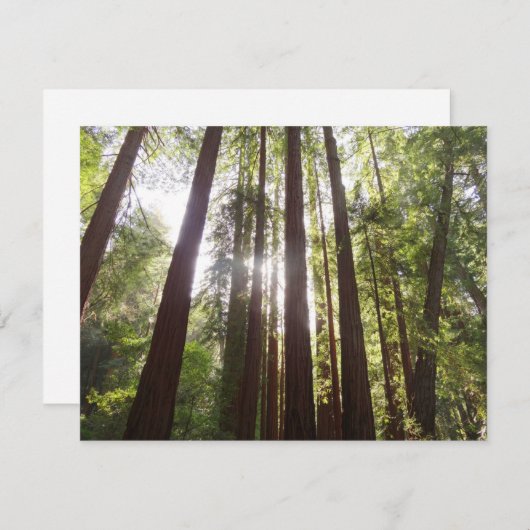 Tot de sequoia's in de ochtend (Voorkant / Achterkant)