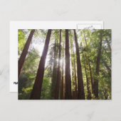 Tot de sequoia's in de ochtend briefkaart (Voorkant / Achterkant)
