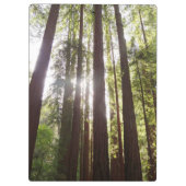 Tot de sequoia's in de ochtend klembord (Achterkant)