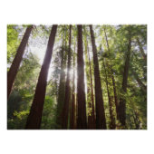 Tot de sequoia's in de ochtend perfect poster (Voorkant)