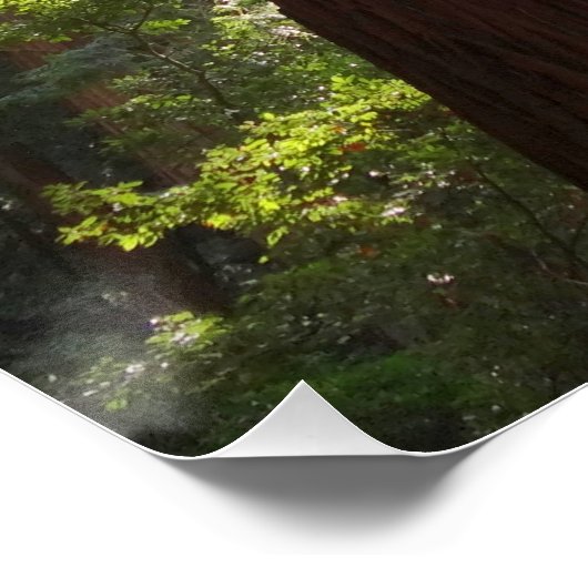 Tot de sequoia's in de ochtend perfect poster (Hoek)