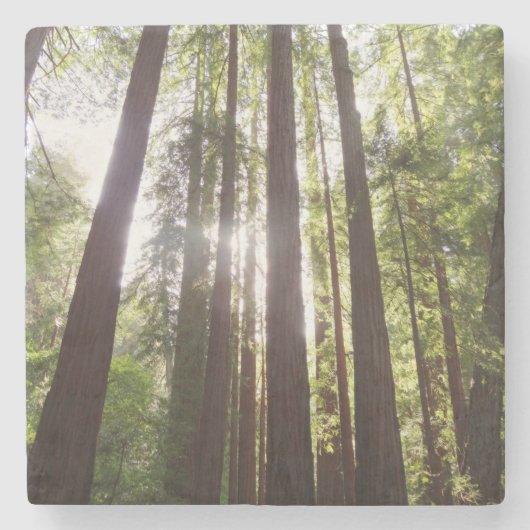 Tot de sequoia's in de ochtend stenen onderzetter (Voorkant)