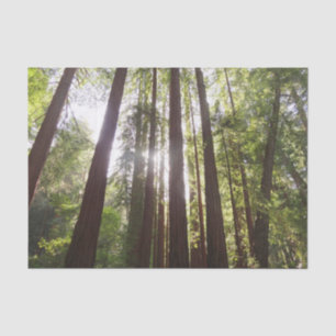 Tot de sequoia's in de ochtend tissuepapier