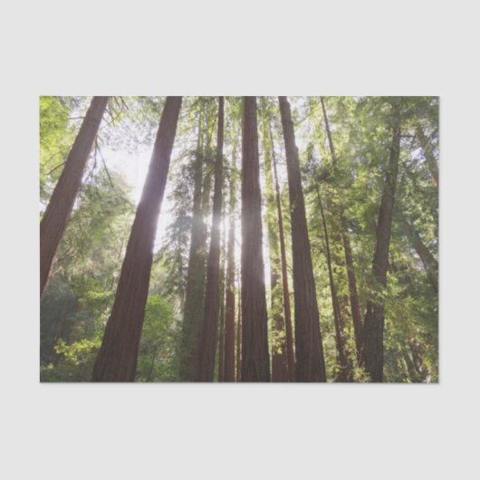 Tot de sequoia's in de ochtend tissuepapier (Voorkant)