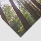 Tot de sequoia's in de ochtend tissuepapier (Detail)