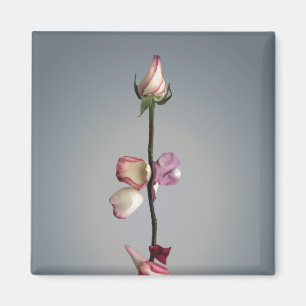 Tot het laatste blad... magneet