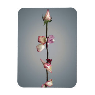 Tot het laatste blad... magneet